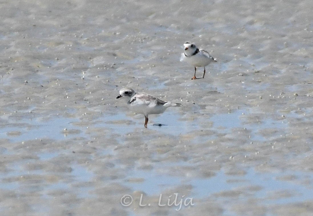 Piping Plover - ML616387123