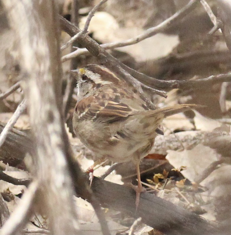White-throated Sparrow - ML616387149