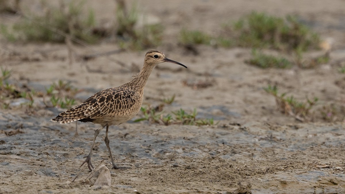Little Curlew - ML616387239