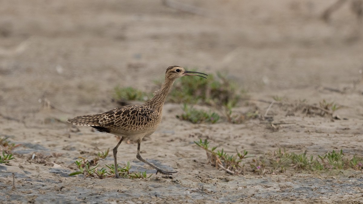 Little Curlew - ML616387242
