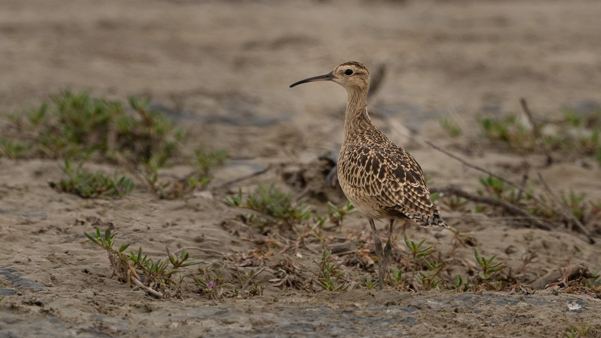 Little Curlew - ML616387243