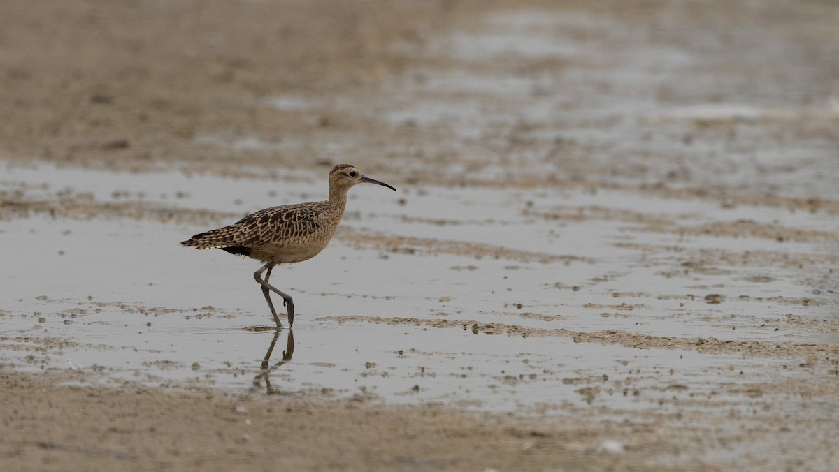 Little Curlew - ML616387244