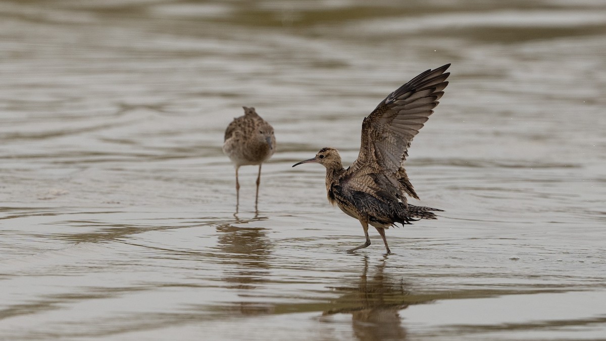 Little Curlew - ML616387245