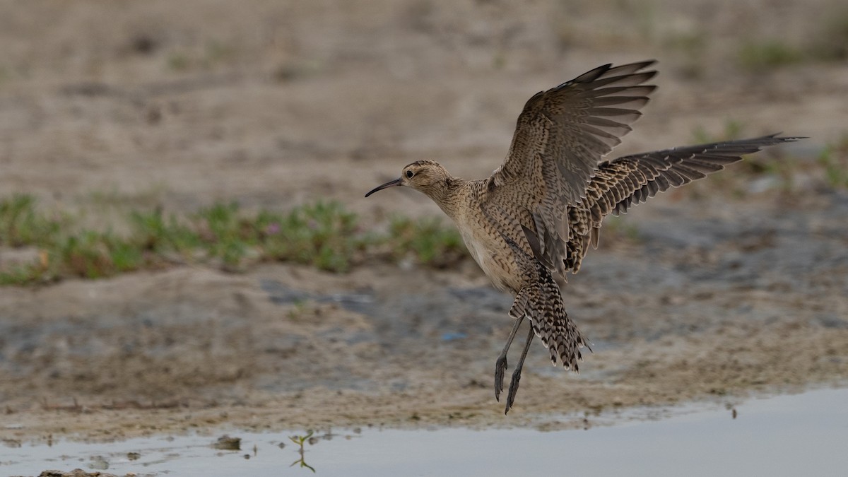 Little Curlew - ML616387247