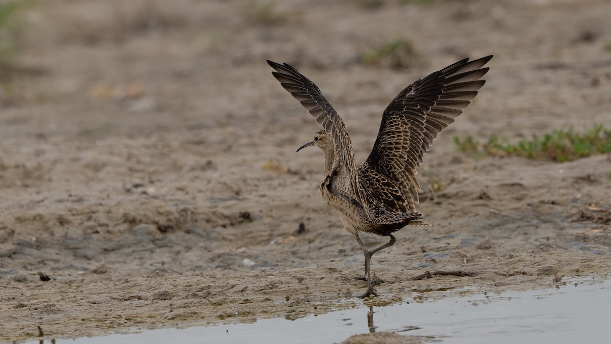 Little Curlew - ML616387249