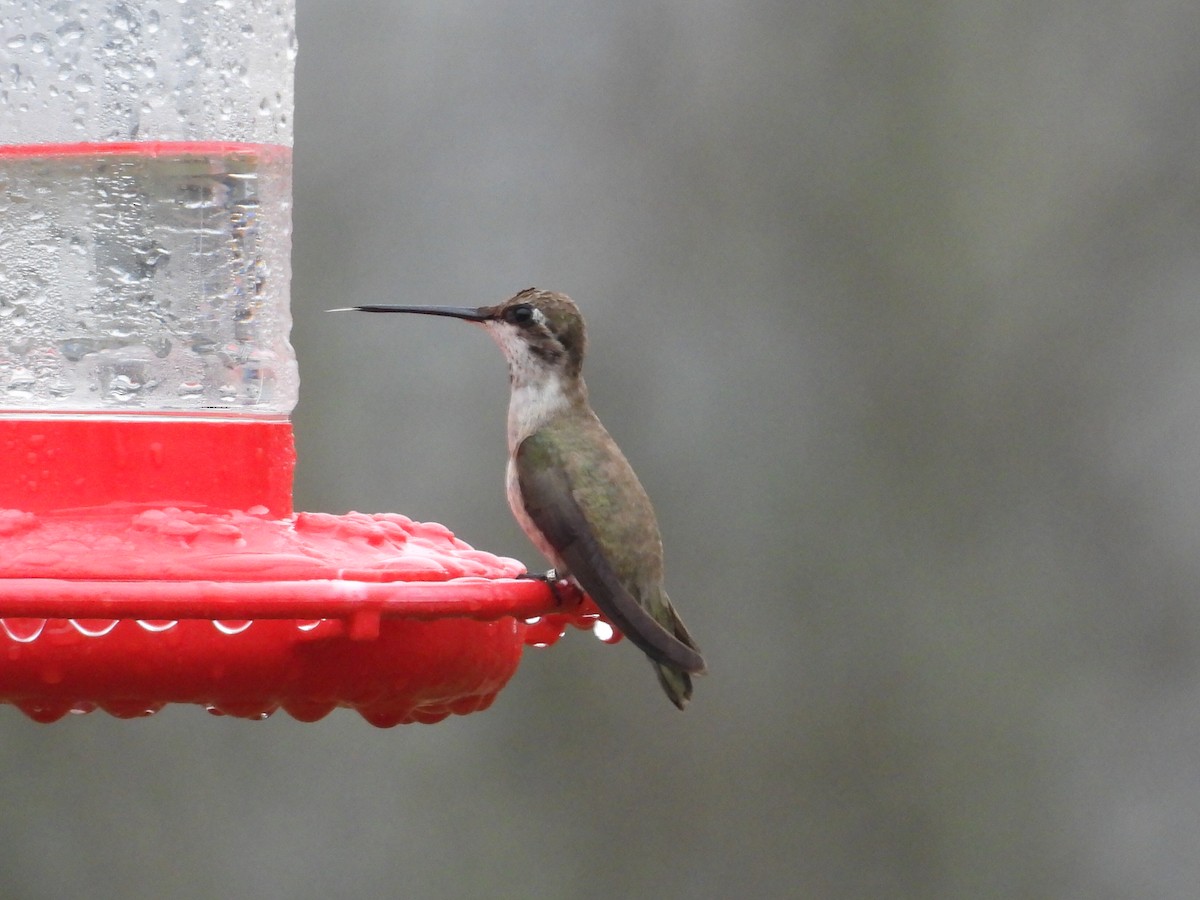 Black-chinned Hummingbird - ML616387255