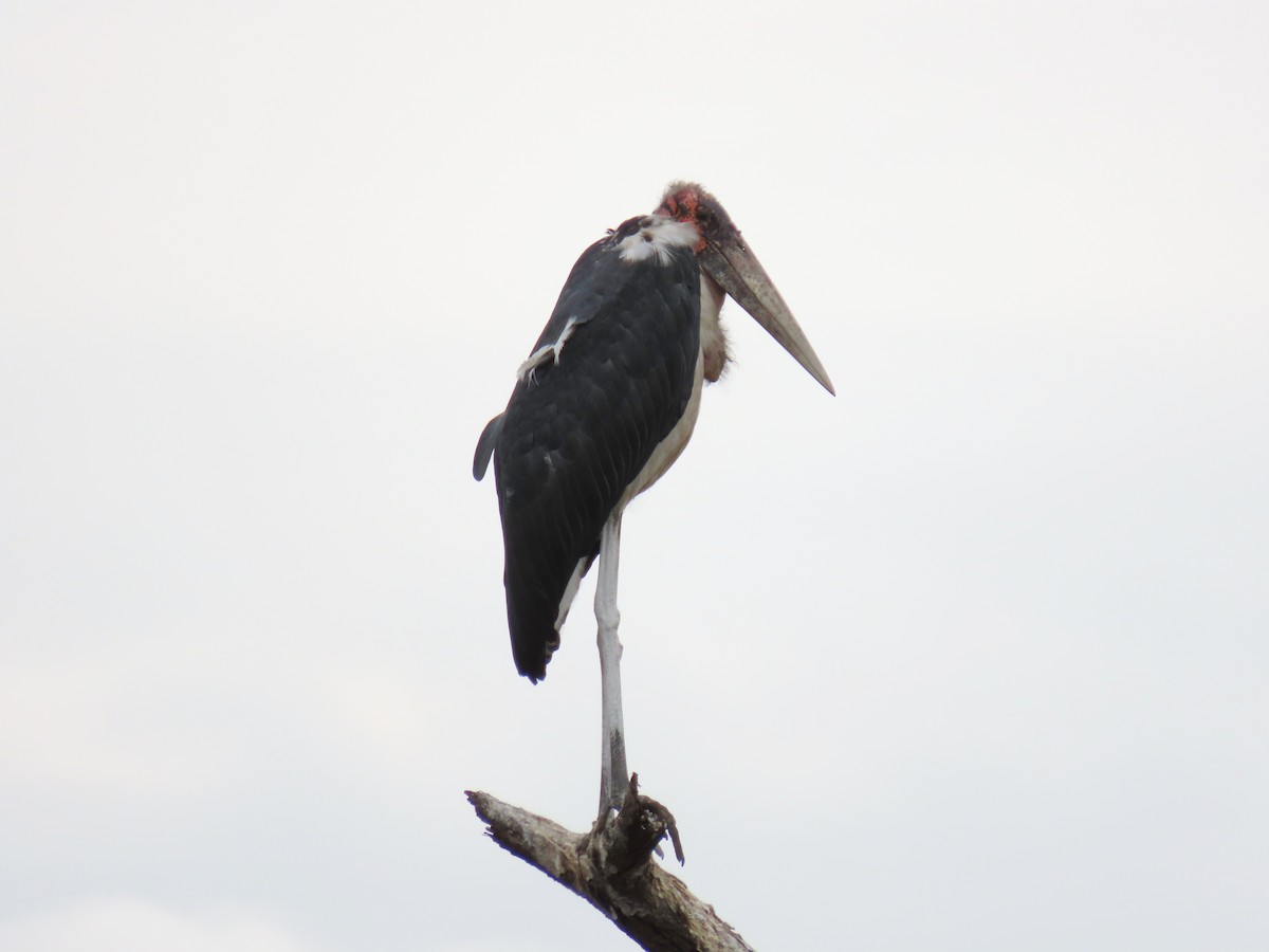 Marabou Stork - Joyce Brady