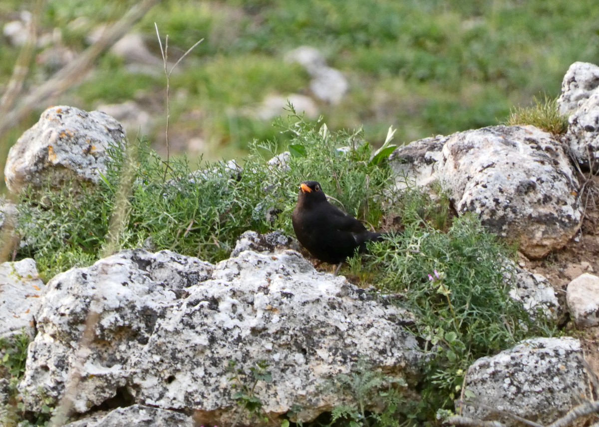Eurasian Blackbird - ML616387270