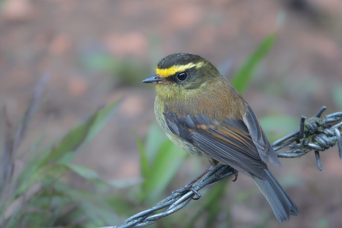 Yellow-bellied Chat-Tyrant - ML616387271