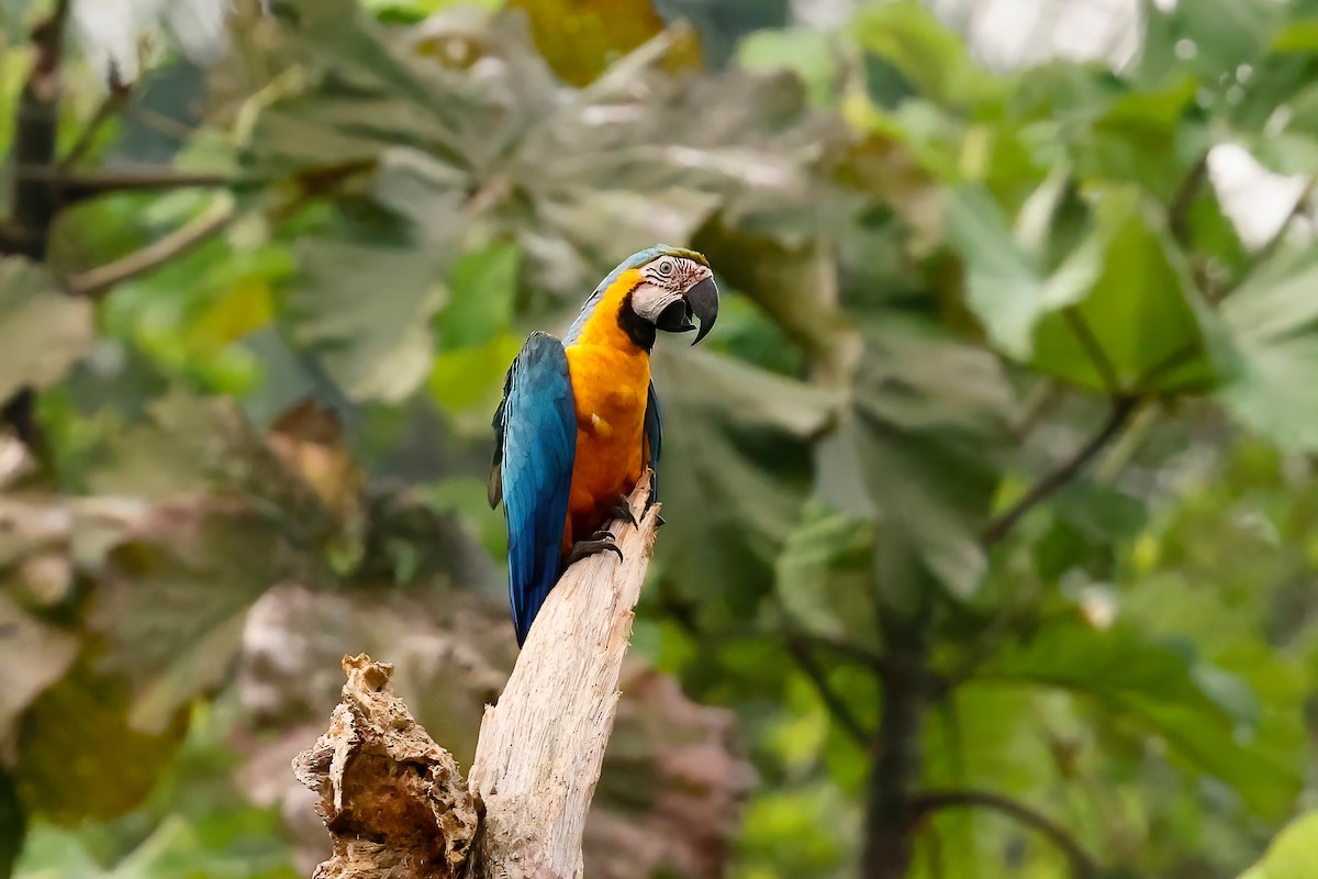 Blue-and-yellow Macaw - Jim Parrish