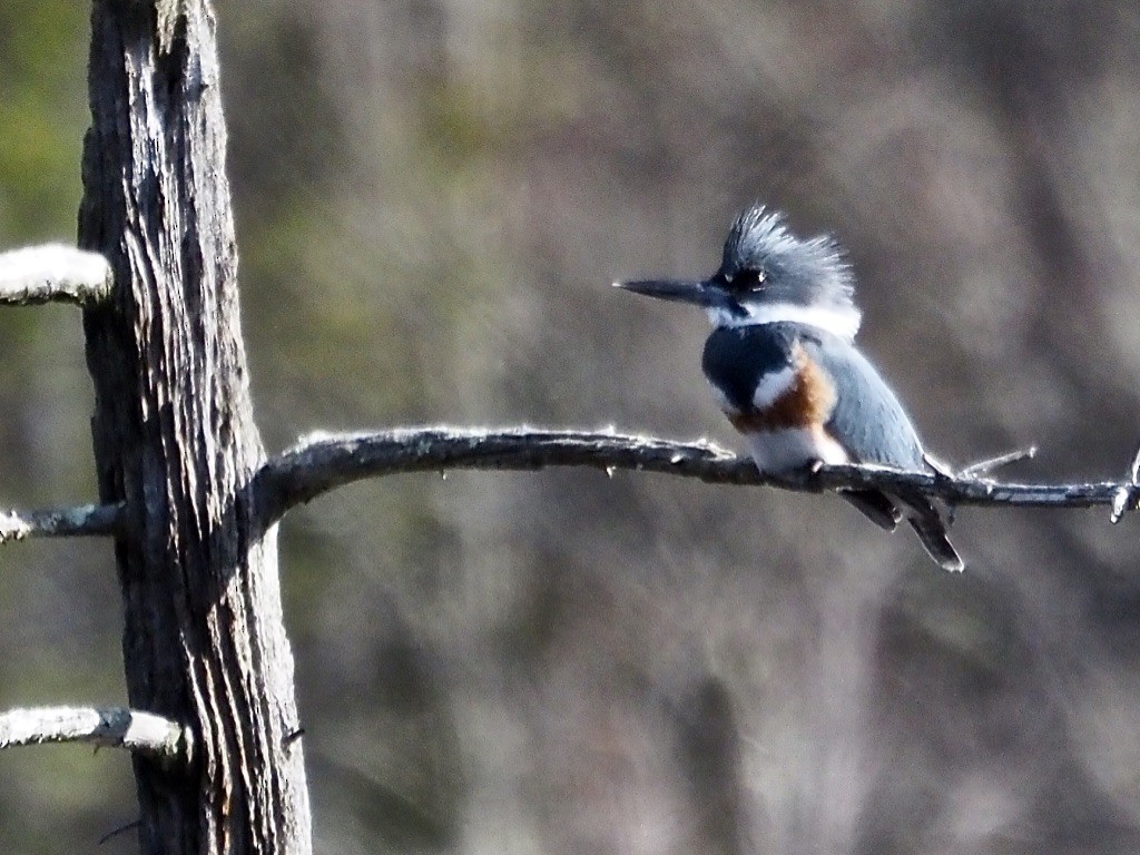 Belted Kingfisher - ML616387302