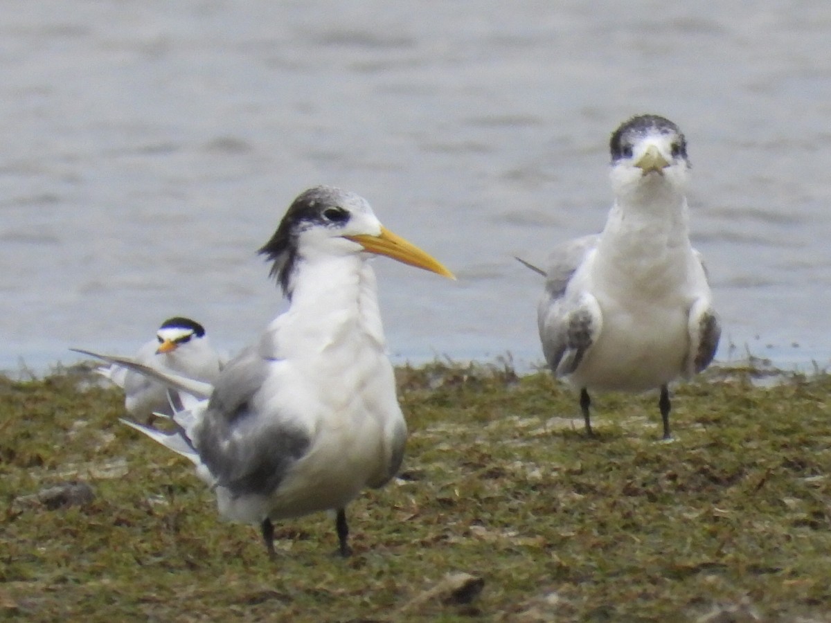 Great Crested Tern - ML616387444