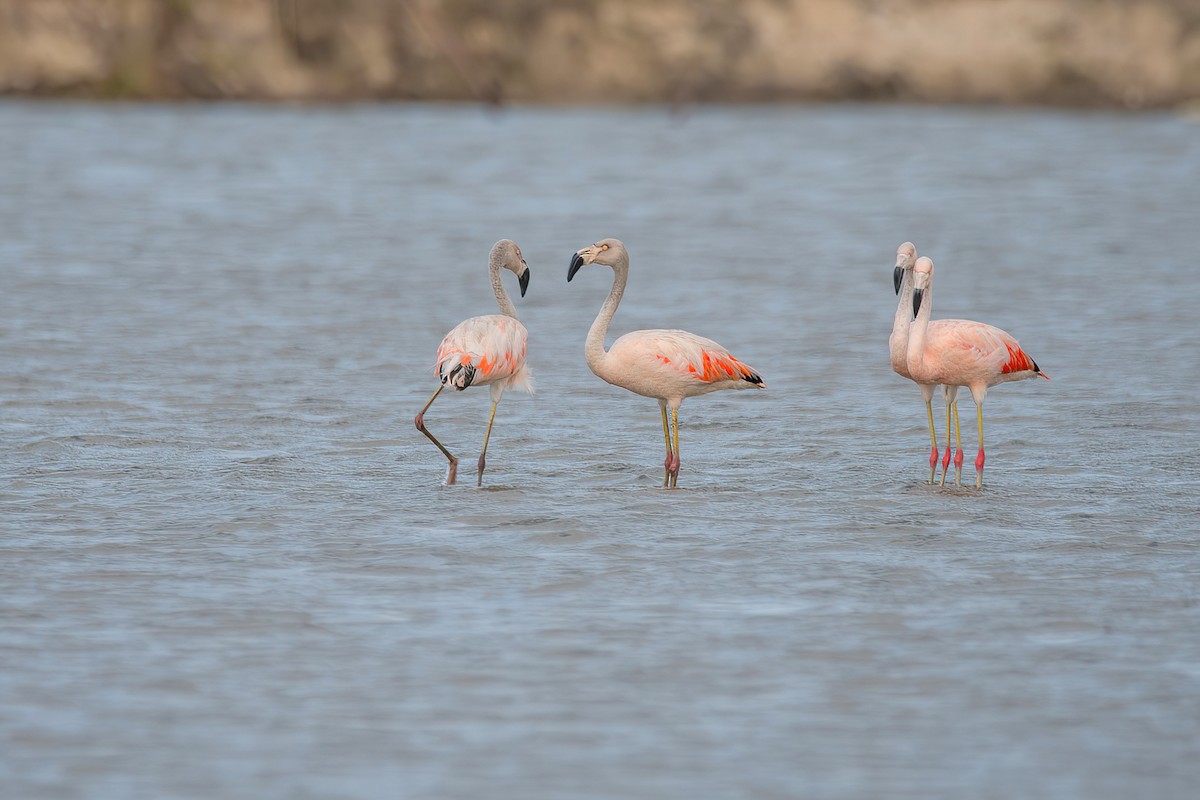 Chilean Flamingo - ML616387557