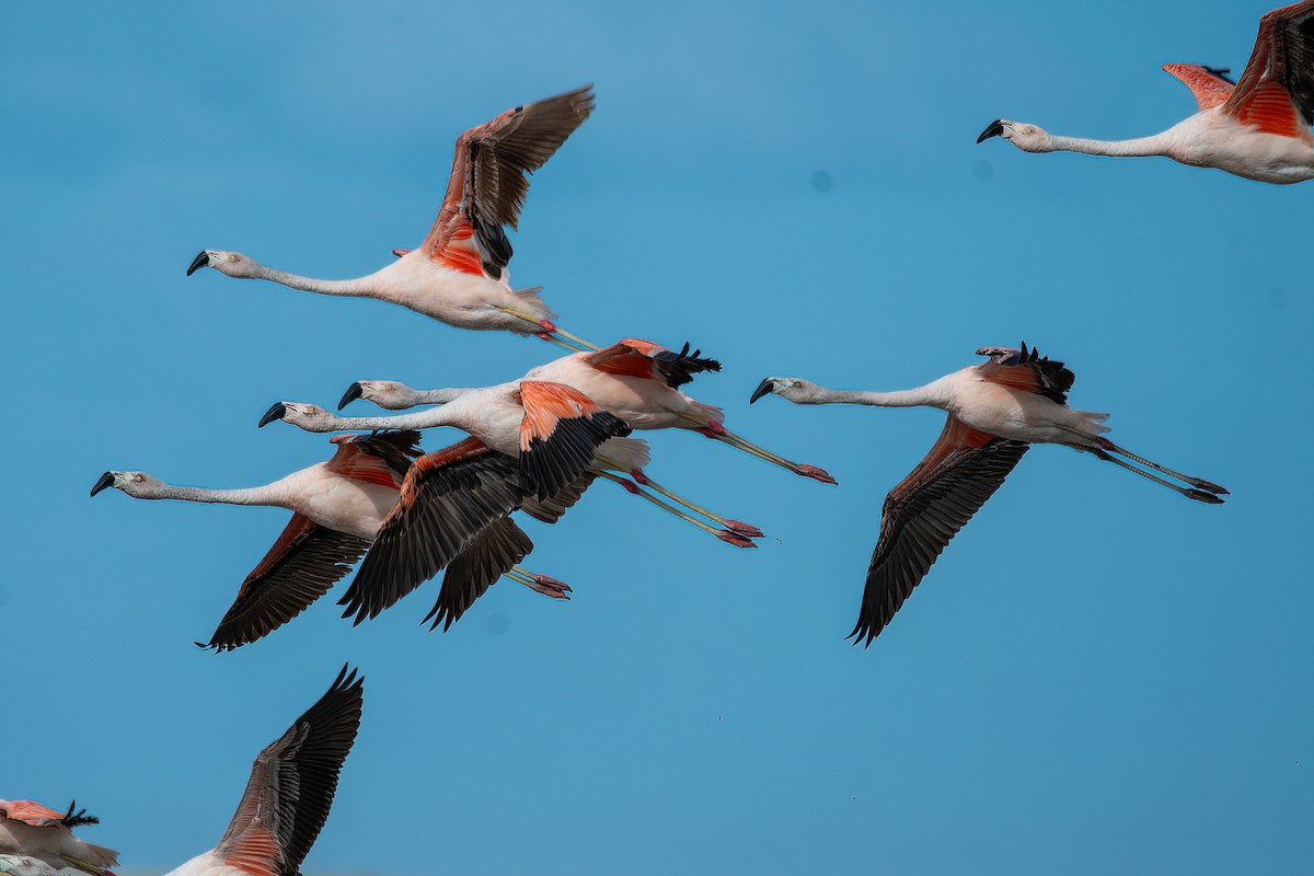 Chilean Flamingo - Raphael Kurz -  Aves do Sul