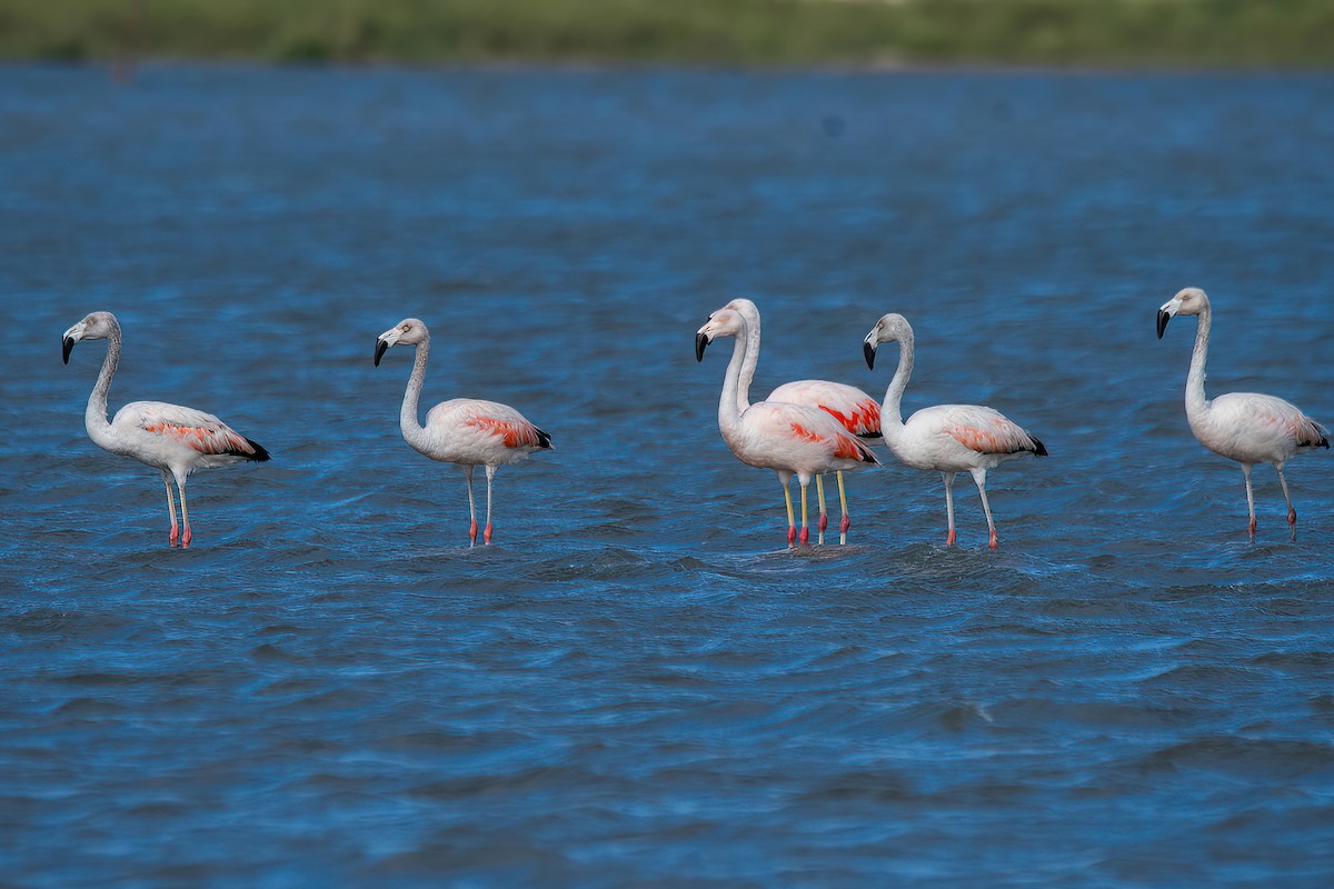 Chilean Flamingo - ML616387561