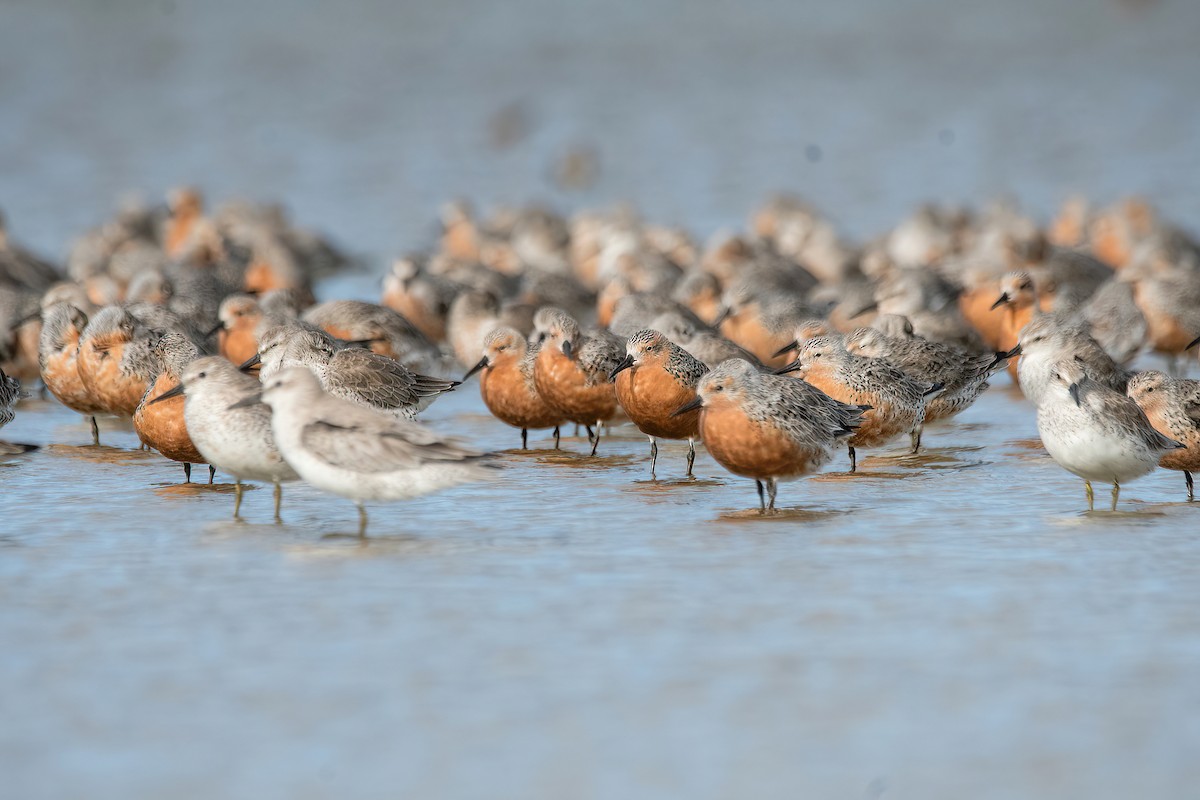 Red Knot - ML616387576
