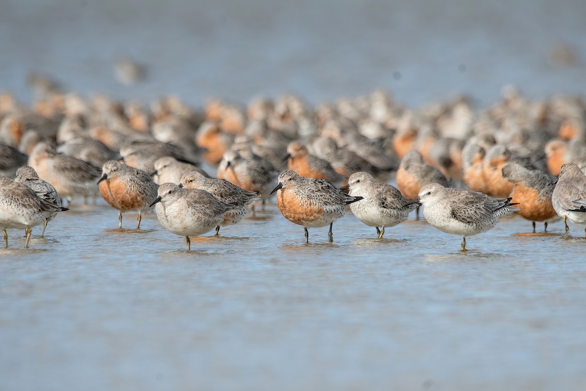 Red Knot - ML616387582