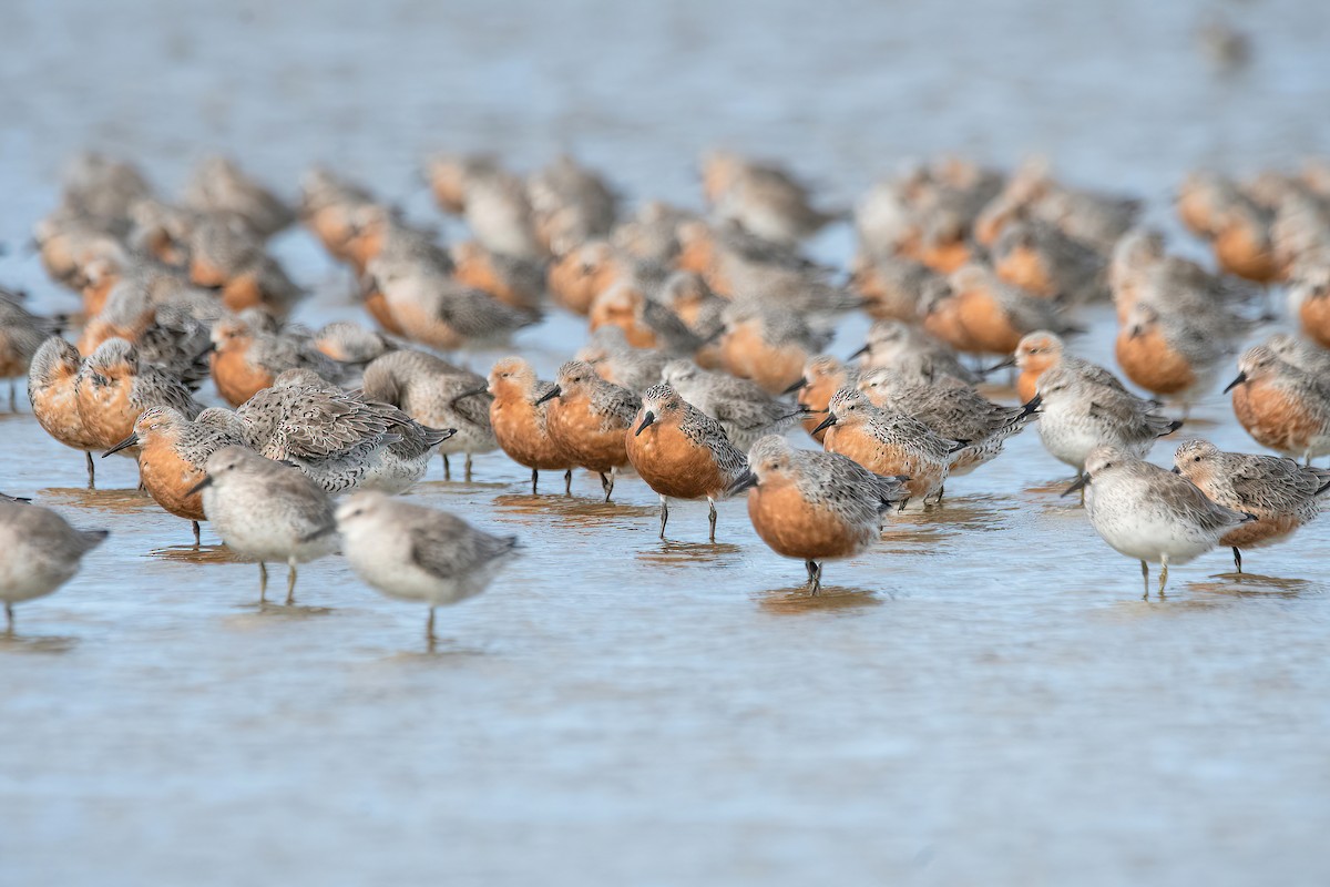 Red Knot - ML616387583