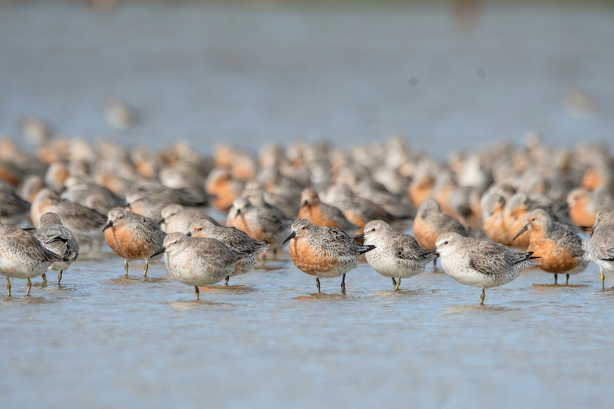 Red Knot - ML616387584