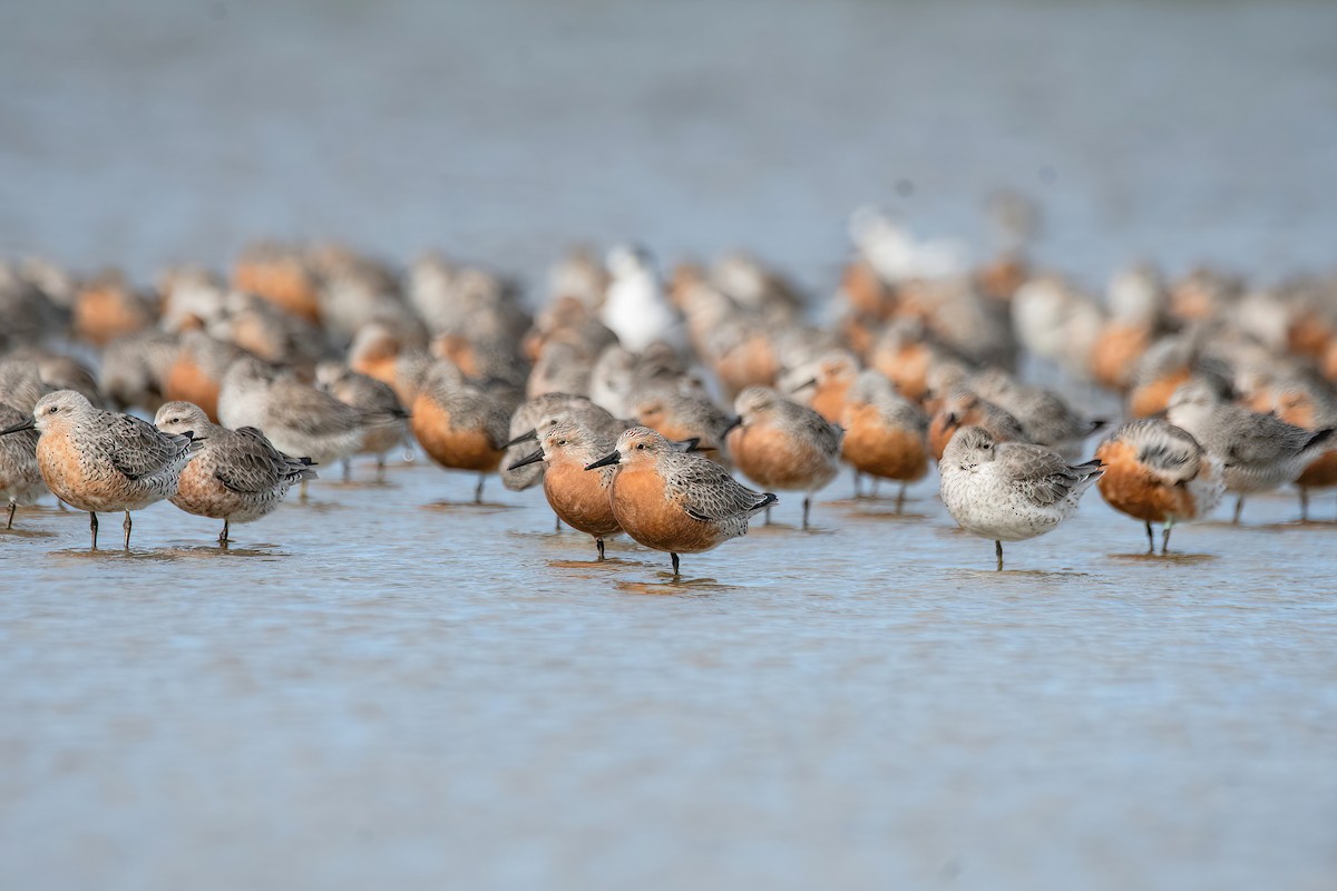 Red Knot - ML616387585