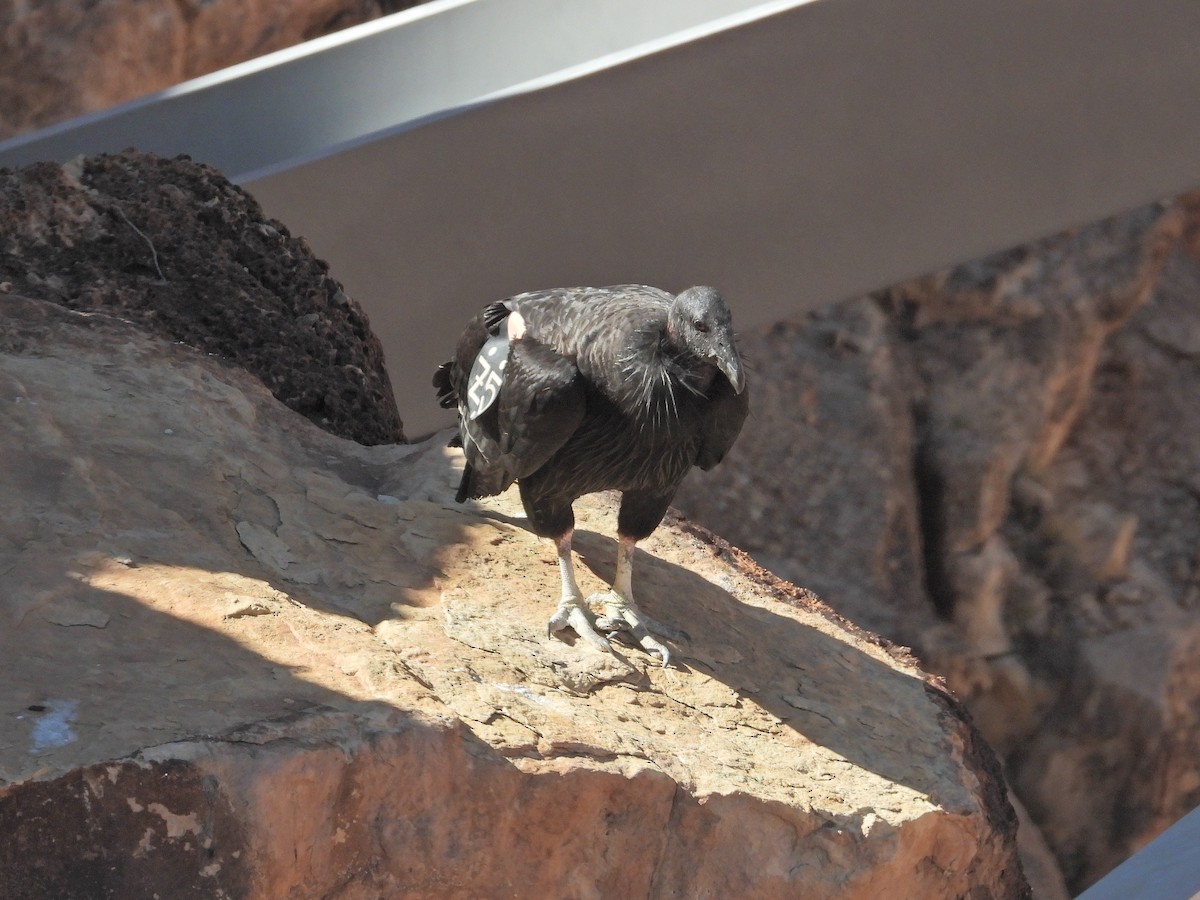 California Condor - ML616387591