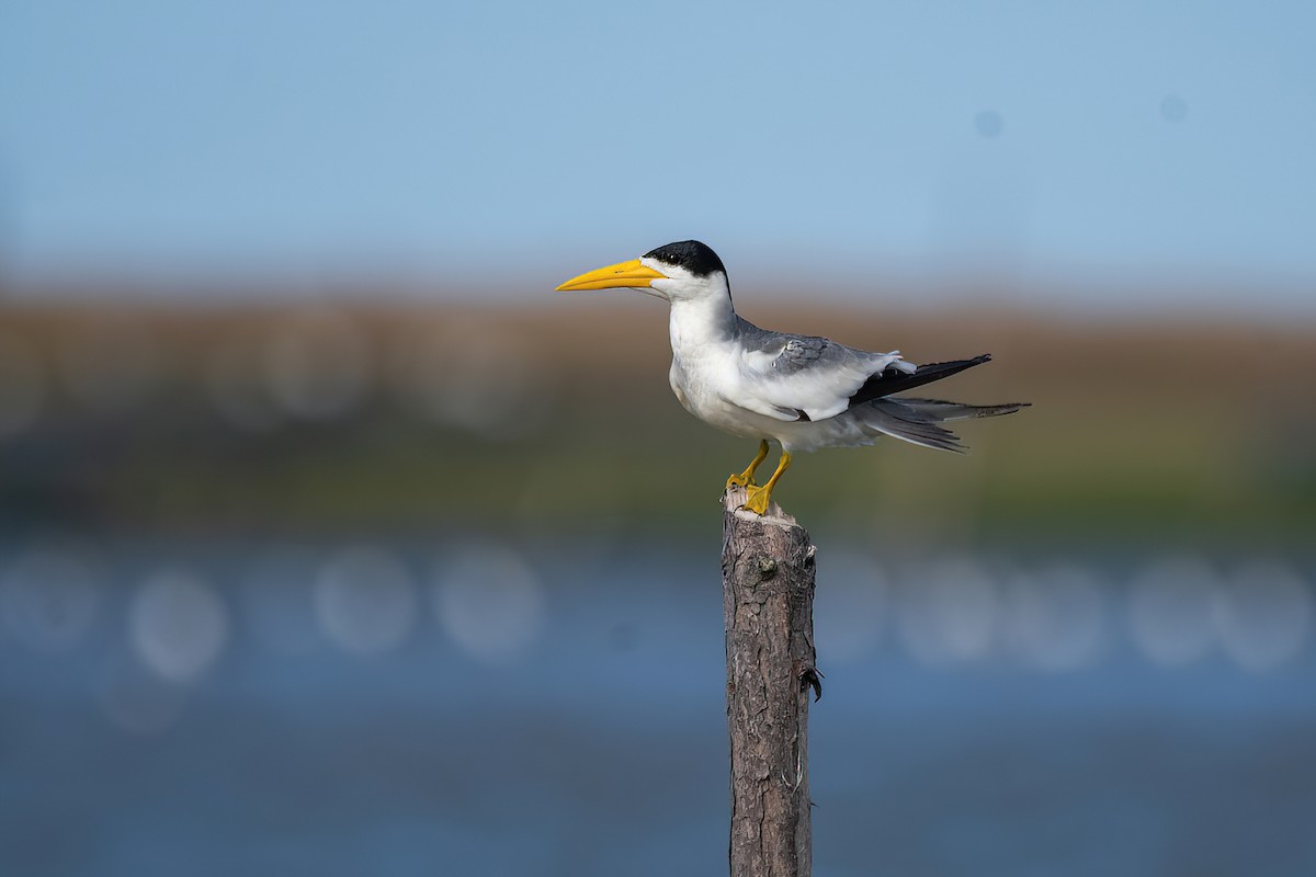 Large-billed Tern - Raphael Kurz -  Aves do Sul