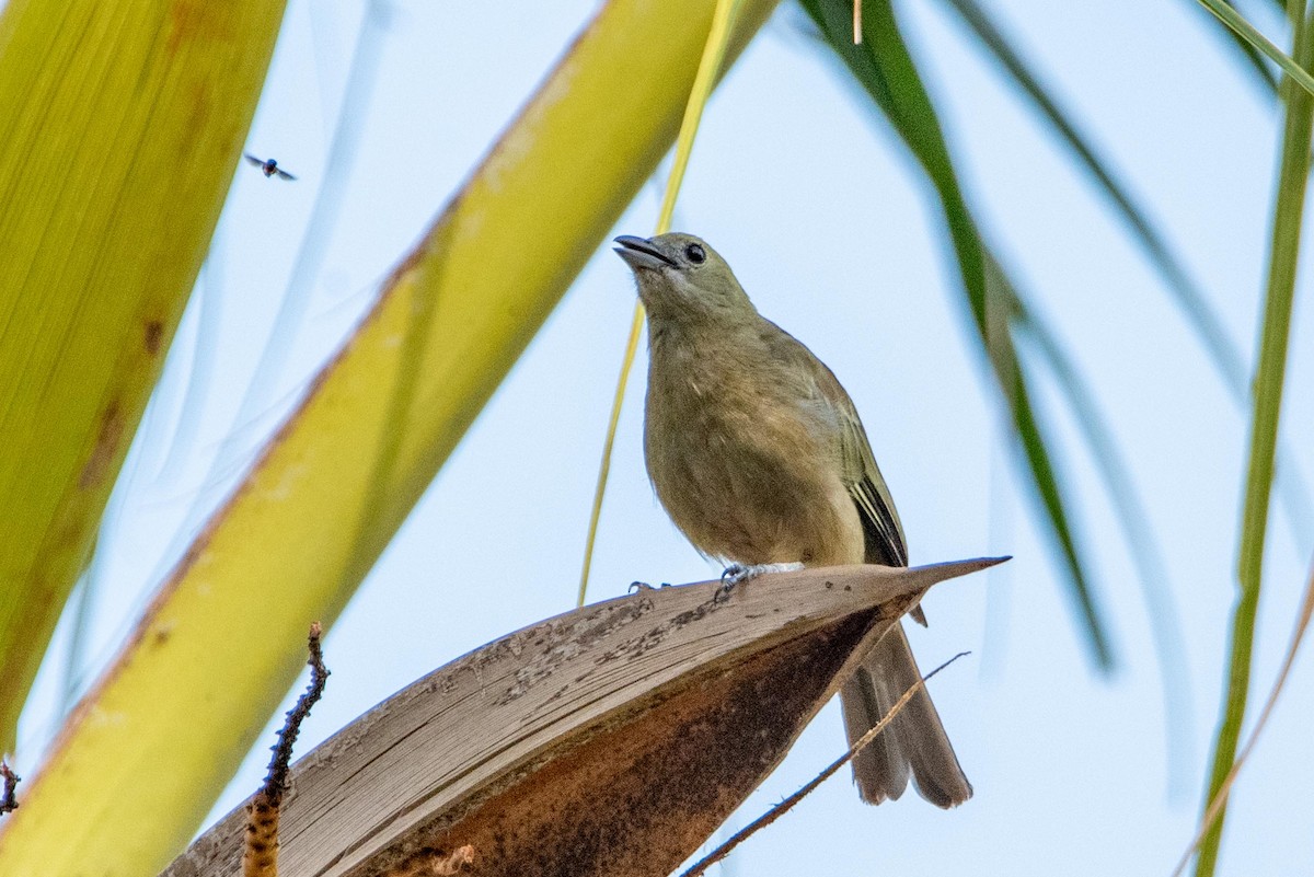 Palm Tanager - ML616387702