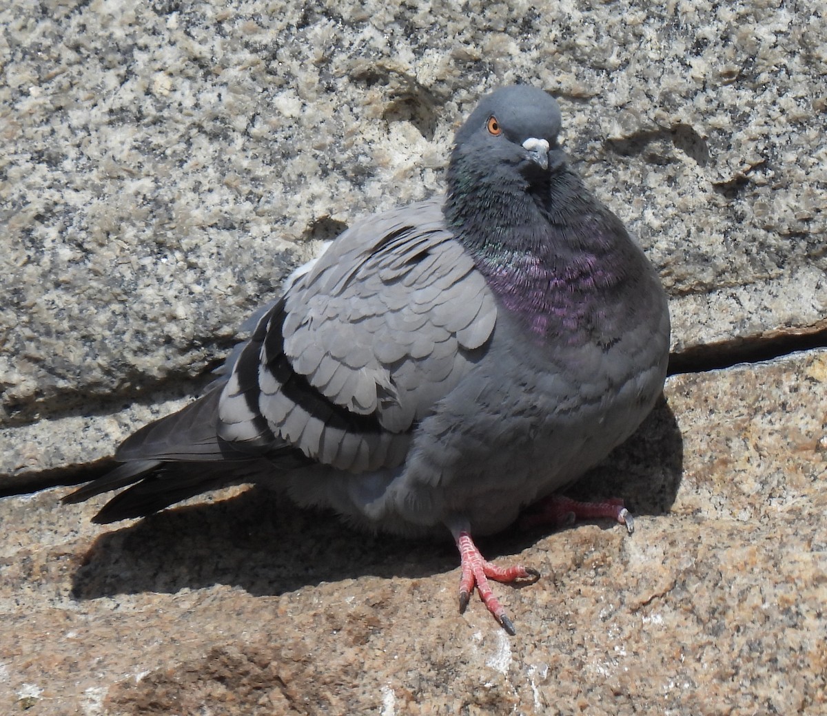 Rock Pigeon (Feral Pigeon) - ML616387848