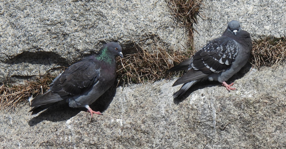 Rock Pigeon (Feral Pigeon) - ML616387849