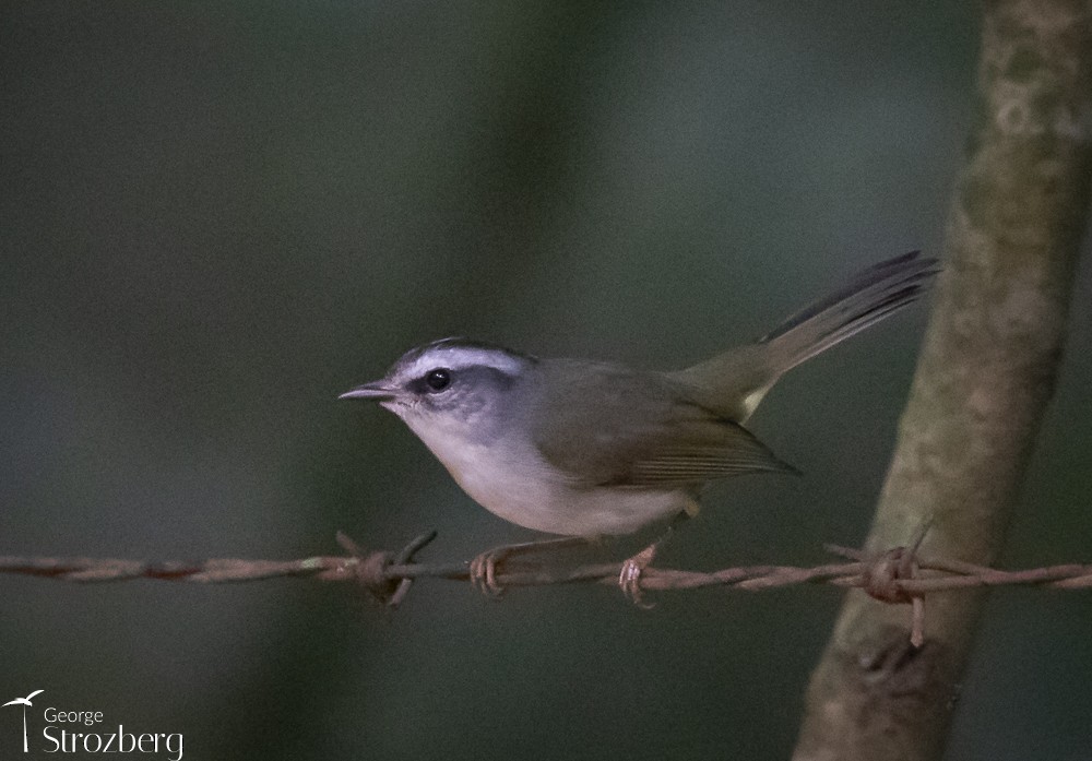 Golden-crowned Warbler (White-bellied) - ML616387929