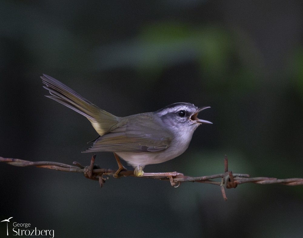 Golden-crowned Warbler (White-bellied) - ML616387930