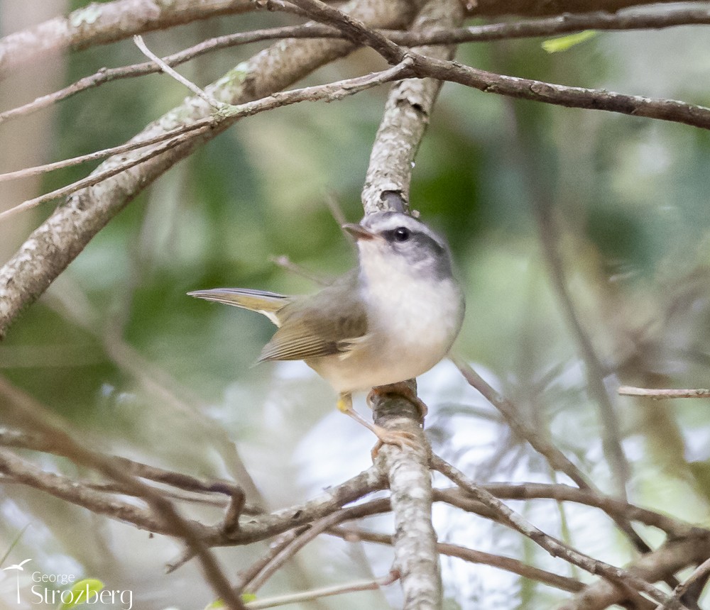 Golden-crowned Warbler (White-bellied) - ML616387931