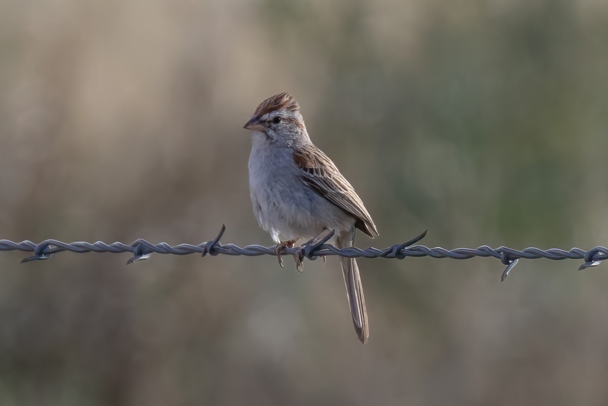 Rufous-winged Sparrow - ML616387956