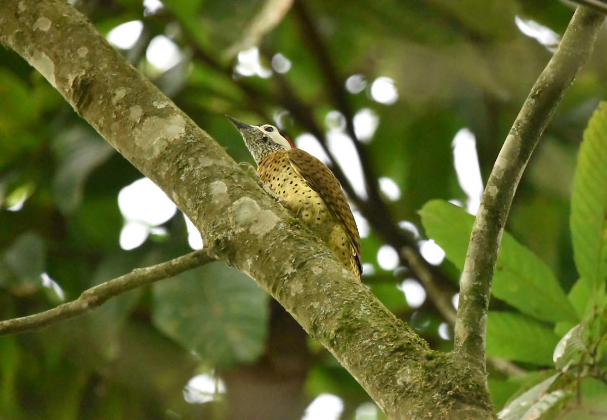 Spot-breasted Woodpecker - ML616388117