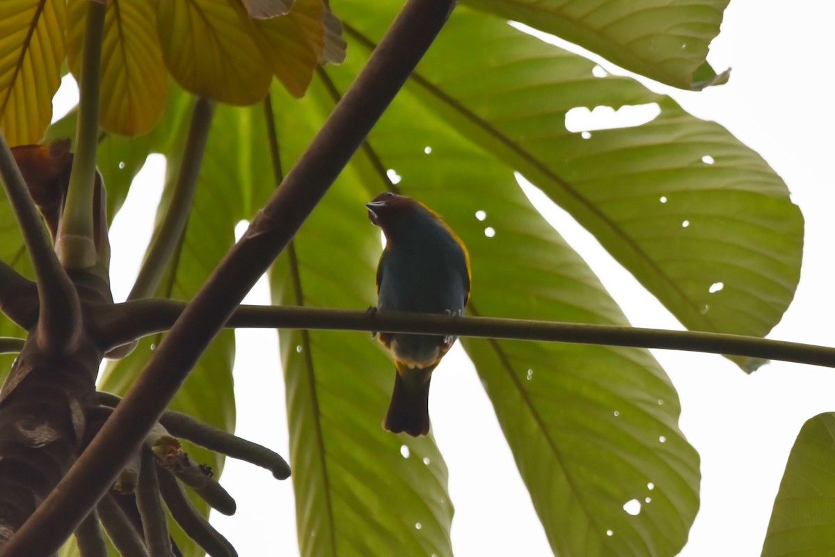 Bay-headed Tanager (Bay-and-blue) - ML616388209
