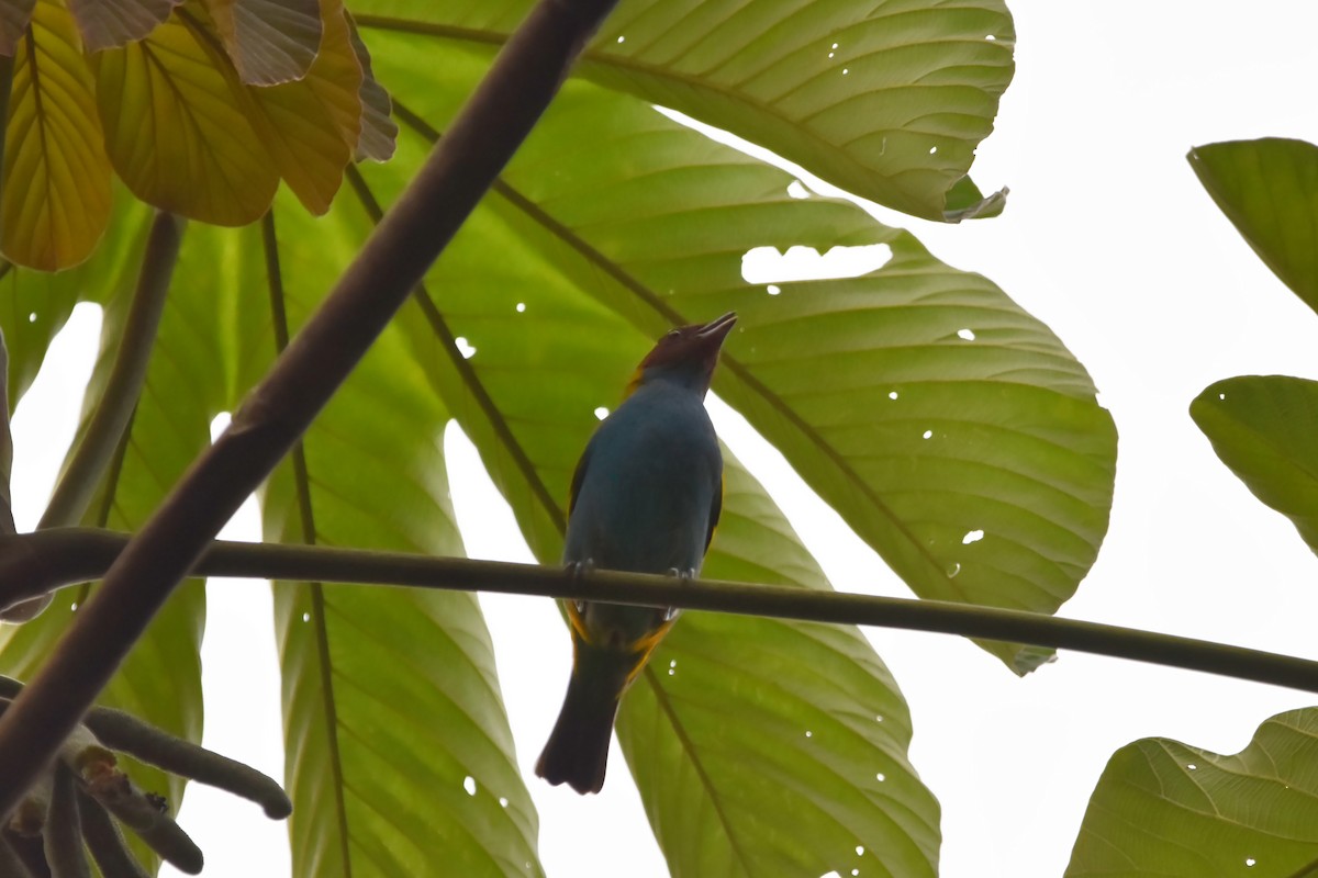 Bay-headed Tanager (Bay-and-blue) - ML616388210