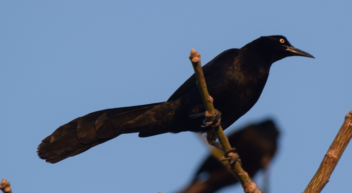 Great-tailed Grackle - ML616388439