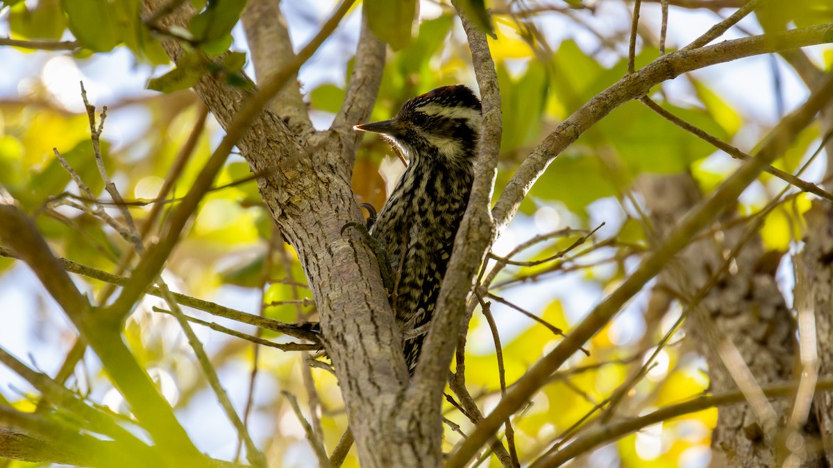 Striped Woodpecker - ML616388465
