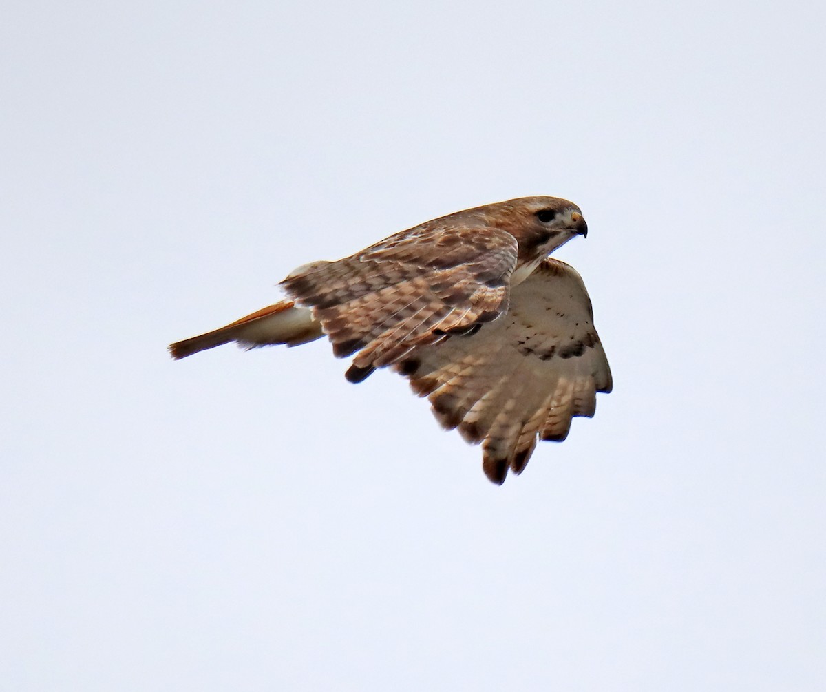 Red-tailed Hawk - ML616388483