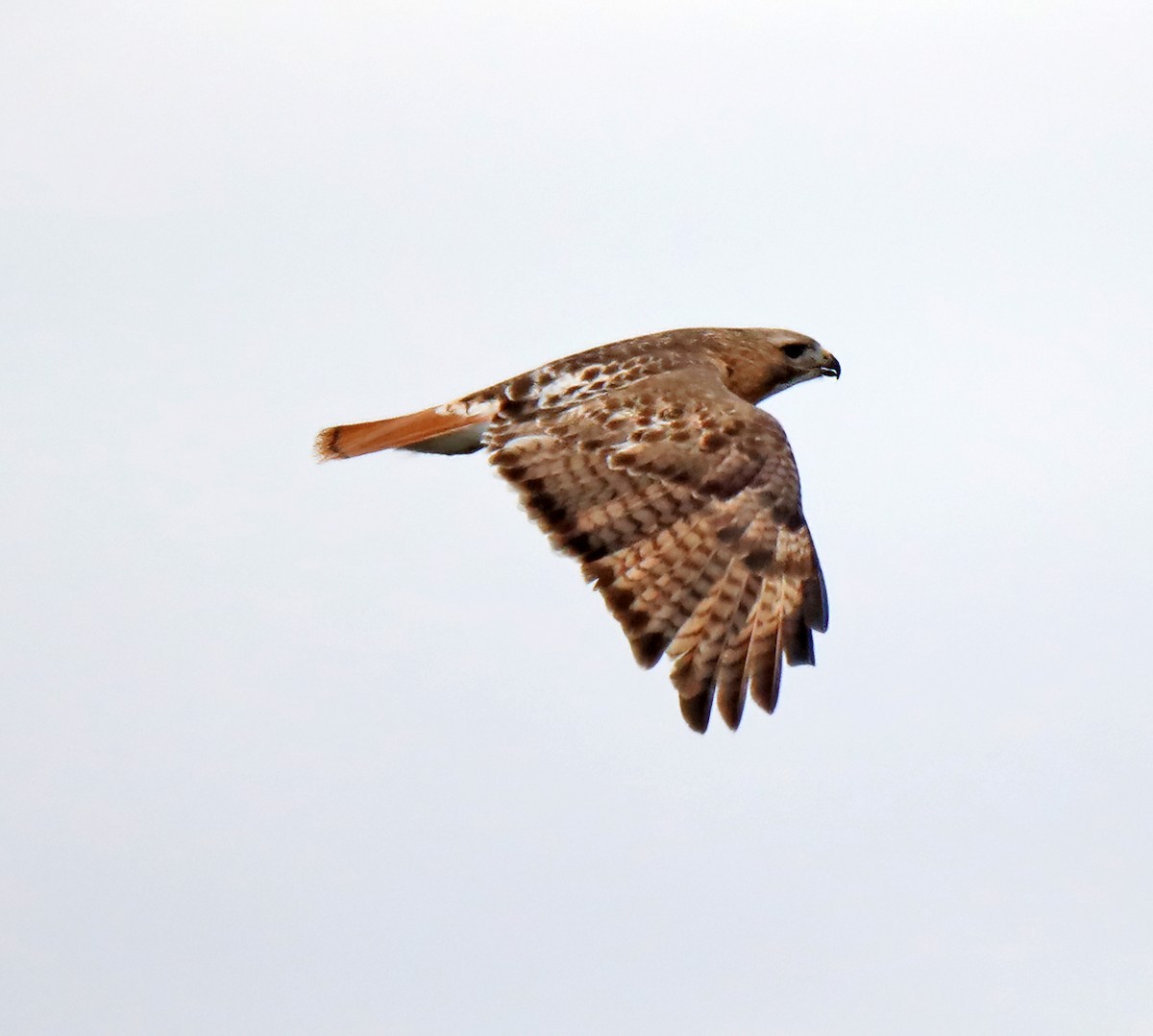 Red-tailed Hawk - ML616388484