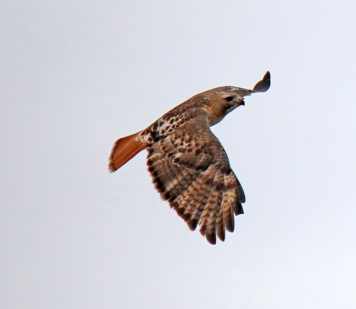 Red-tailed Hawk - ML616388485