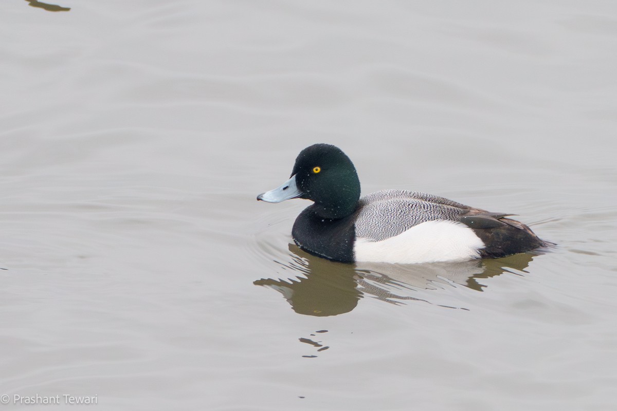 Greater Scaup - ML616388777