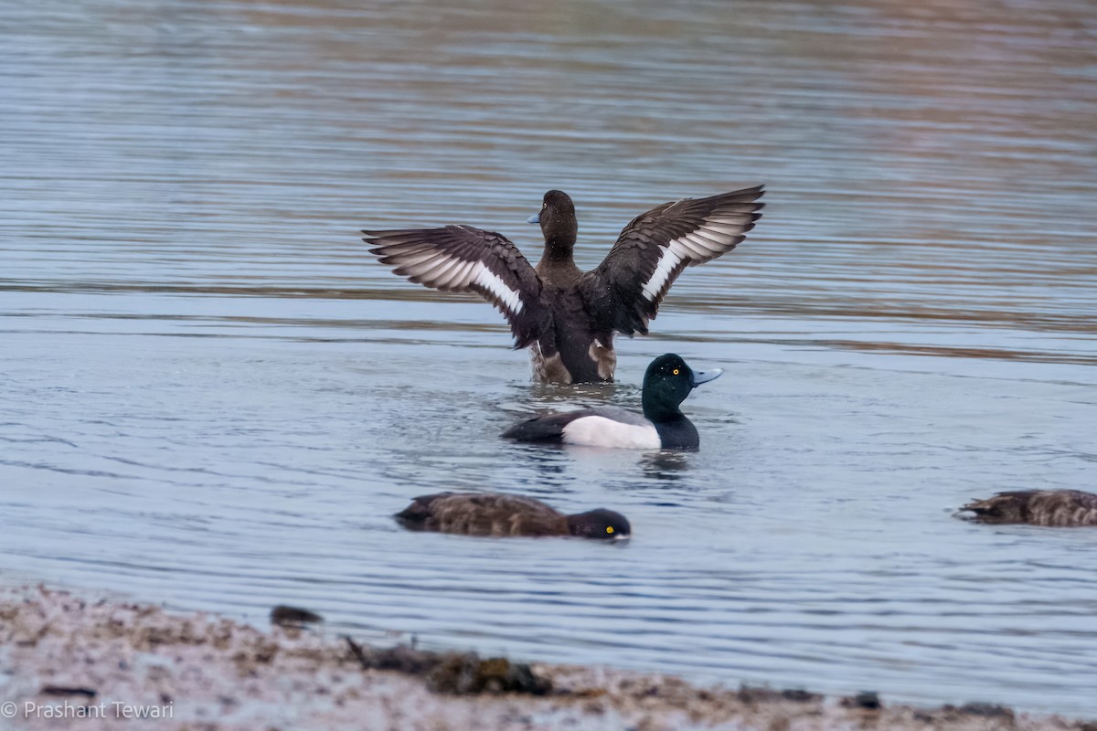 Greater Scaup - ML616388778