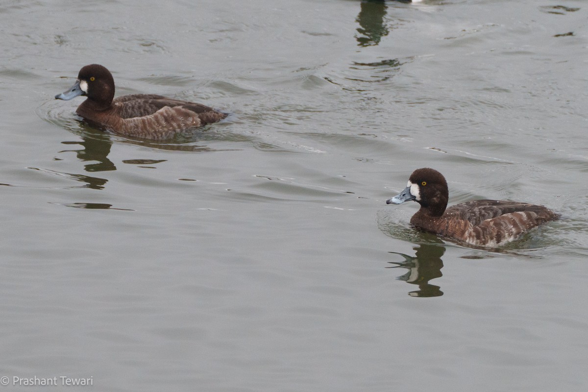 Greater Scaup - ML616388779
