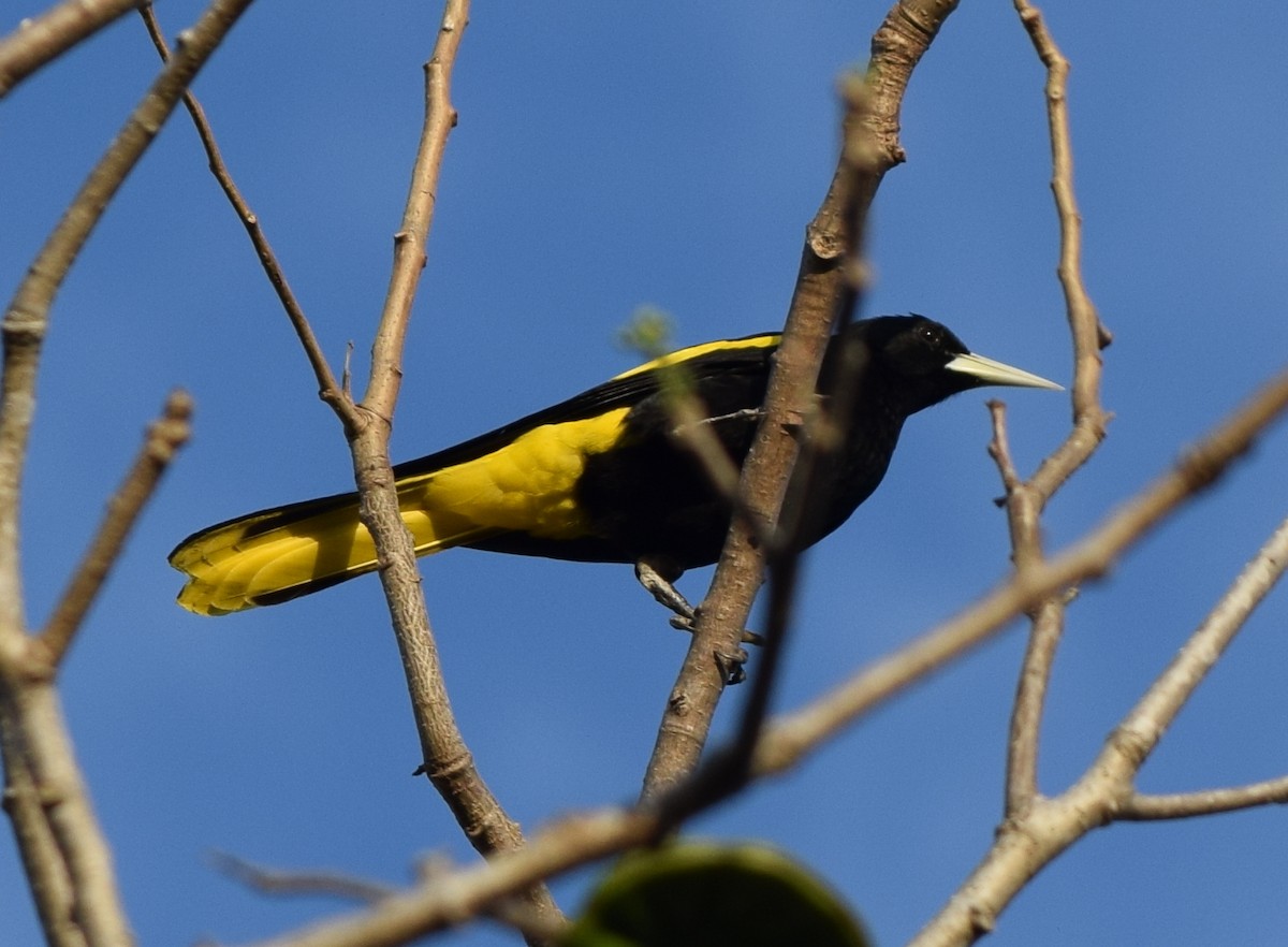 Yellow-winged Cacique - ML616388850
