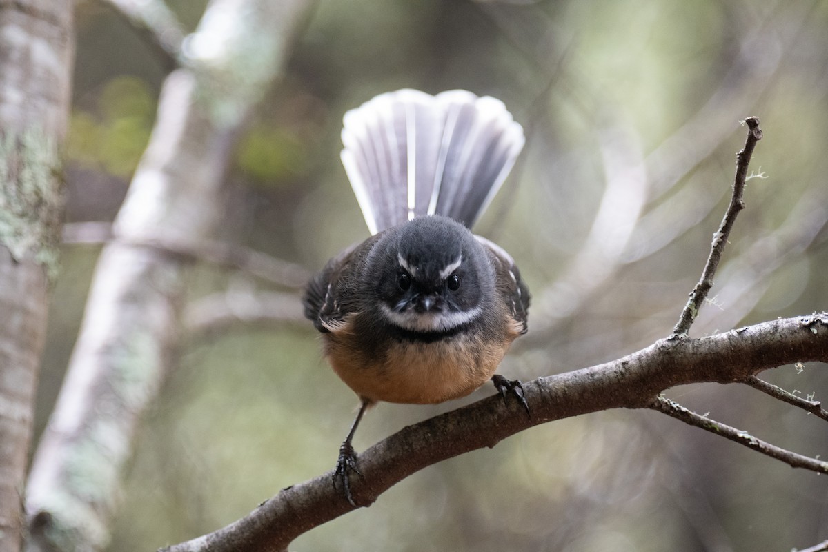 New Zealand Fantail - Peter Rigsbee