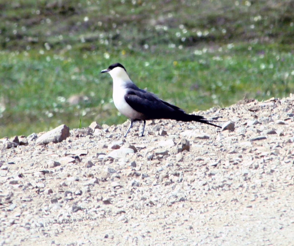Long-tailed Jaeger - ML616389173