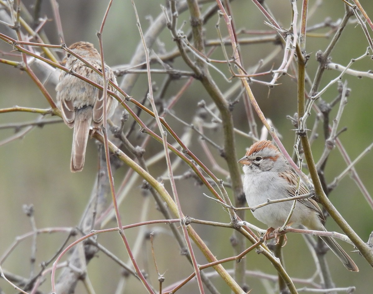 Rufous-winged Sparrow - ML616389200