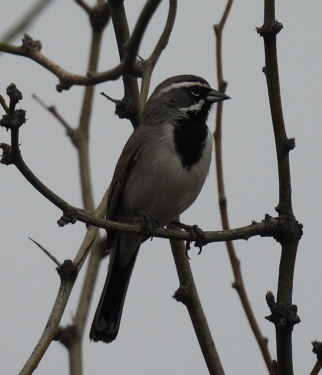 Black-throated Sparrow - ML616389208