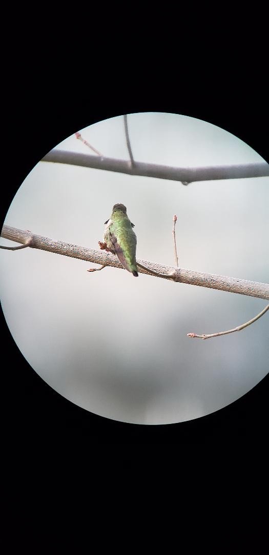 eBird Checklist - 21 Mar 2024 - Moxee, Meadowlark Lane - 31 species